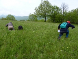 Oh la belle prairie ! (J.-P. Mandin)